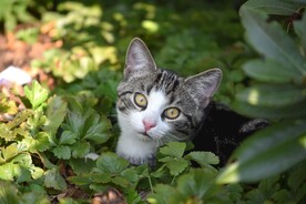 猫