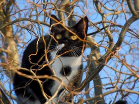 猫