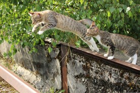 猫