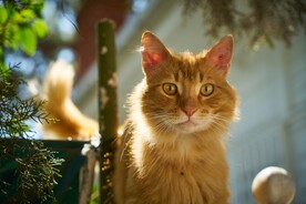 猫
