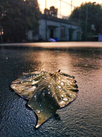 雨后树叶