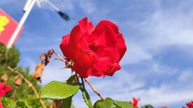 手机随拍鲜花月季花