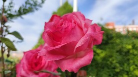 手机随拍鲜花月季花