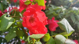 手机随拍鲜花月季花