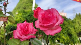 手机随拍鲜花月季花