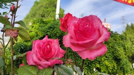 手机随拍鲜花月季花