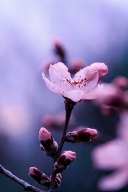 山桃花