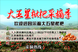采摘规则 