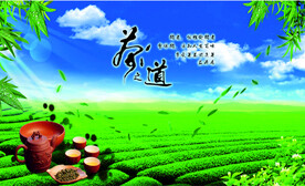 古树茶叶