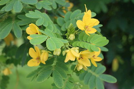 黄槐决明花