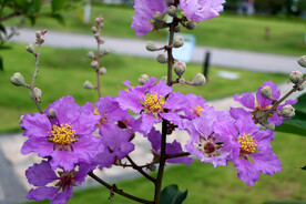 紫薇花
