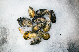 生蚝