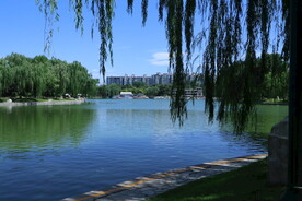 垂柳风景 