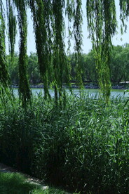 垂柳风景
