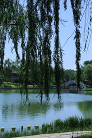 垂柳风景