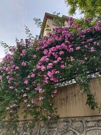 花园