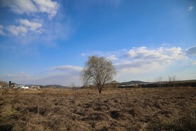 田野秋天