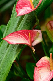 花烛
