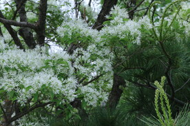 流苏树花 