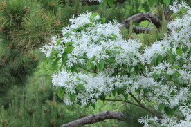 流苏树花