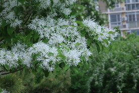 流苏树花