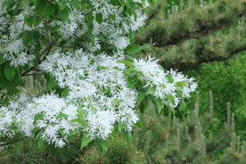 流苏树花