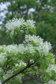 流苏树花 