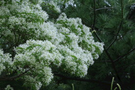 流苏树花