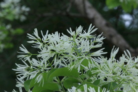 流苏树花