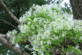 流苏树花