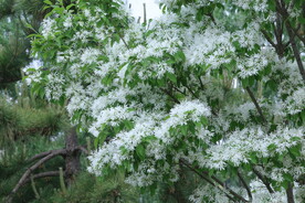 流苏树花 