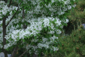 流苏树花