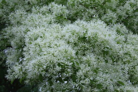 流苏树花