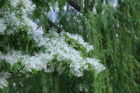 流苏树花 