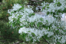 流苏树花