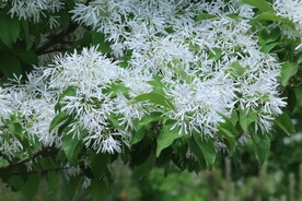 流苏树花 