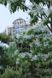 流苏树花 