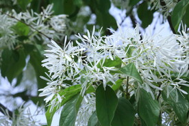 流苏树花 