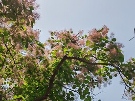 黄栌花