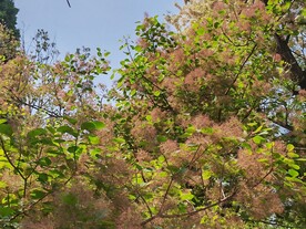 黄栌花