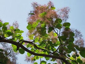 黄栌树花 