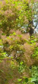 黄栌花