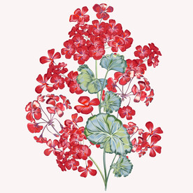 手绘花卉