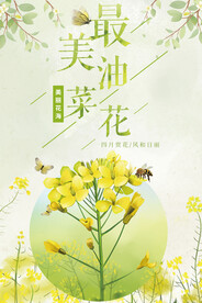 油菜花