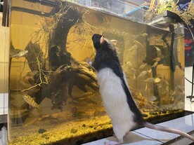 花枝鼠 鱼缸