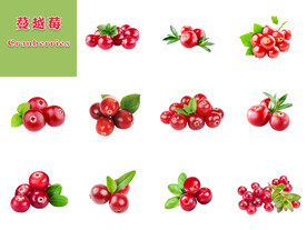 蔓越莓