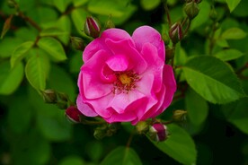 盛开的月季花