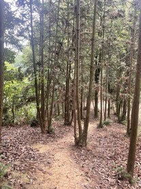 杉木