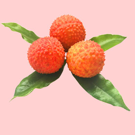 高州特产桂花香荔枝素材