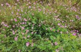小野花